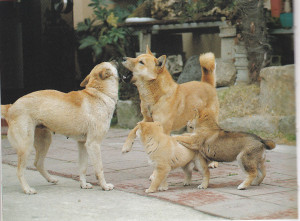 Jindo Dog family