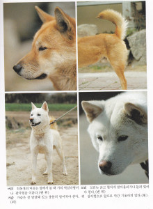 Jindo Dog Physical Appearance