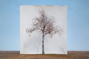 Tree Series by Myoung Ho Lee