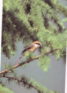 Bull-headed shrike