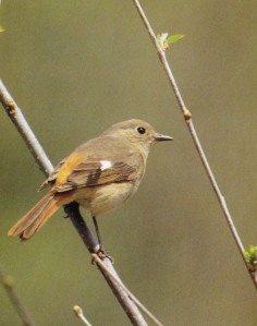 Daurian Redstart female