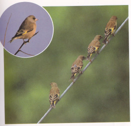 Oriental Greenfinch 1