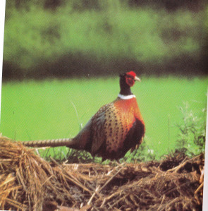 Ring-necked Pheasant