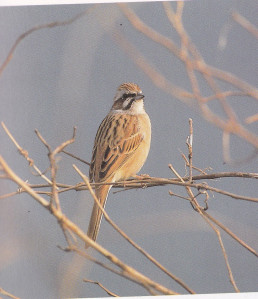 Siberian Meadow Bunting