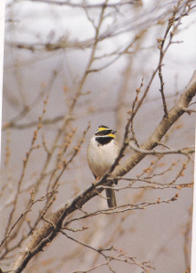 Yellow-throated Bunting 1