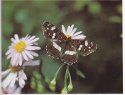 북방거꾸로여덟팔나비