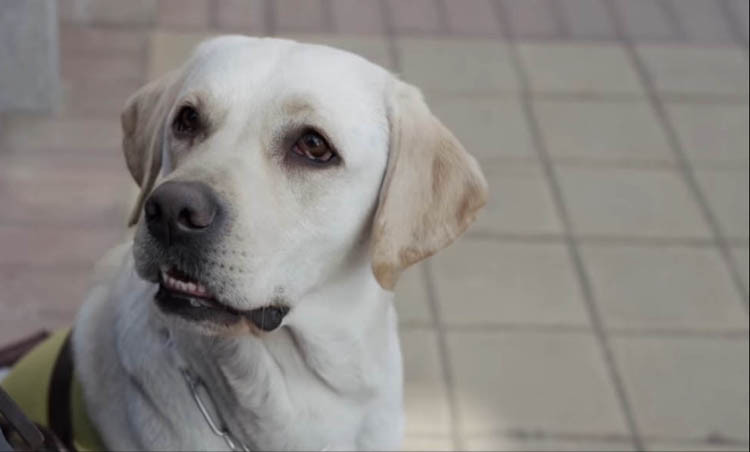 The guide dog in the Chinese film The Witness is quite cute and provides occasional comic relief.