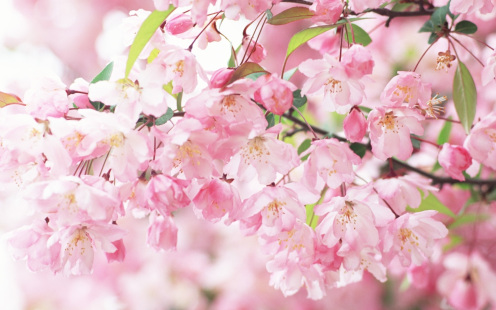 Cherry-blossom-petals-pink-spring_1920x1200.jpg